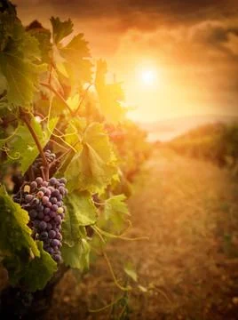 Vineyard in autumn Stock Photos