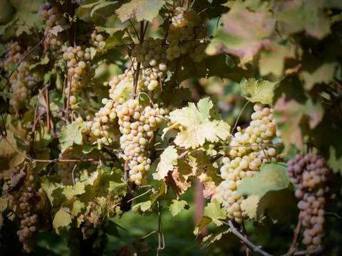Vineyard in autumn Stock Photos