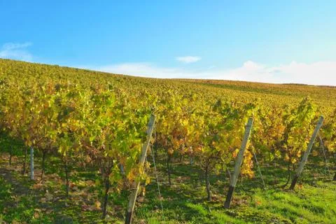 Vineyard in autumn Stock Photos