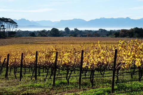 Vineyard in autumn Stock Photos