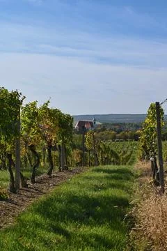 Vineyard in autumn Stock Photos