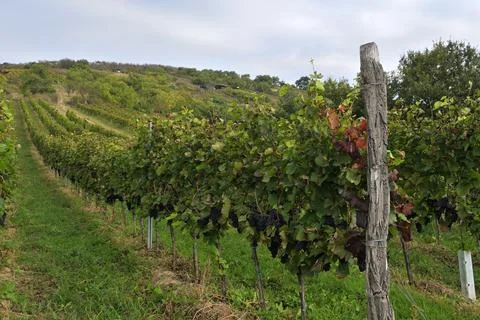 Vineyard in autumn Stock Photos