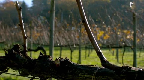 Vineyard on autumn in Portugal. Vídeo Stock 63392636