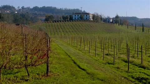 Vineyard on autumn in Portugal. 스톡 동영상 63392965