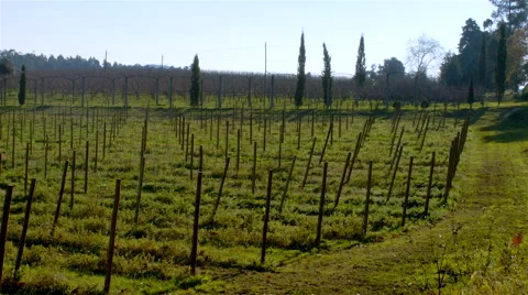 Vineyard on autumn in Portugal. Vídeo Stock 63393083