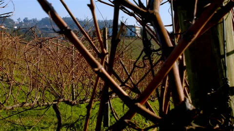 Vineyard on autumn in Portugal. Stock Footage 63393677
