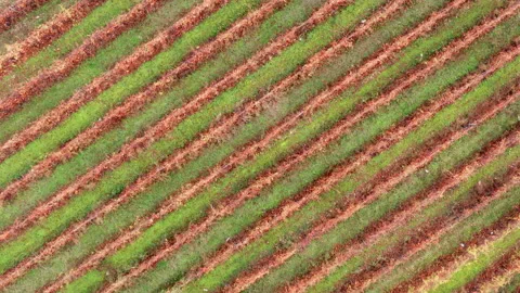Vineyard in autumn - stripes and lines of grape vine in fall season Stock Footage 165372012