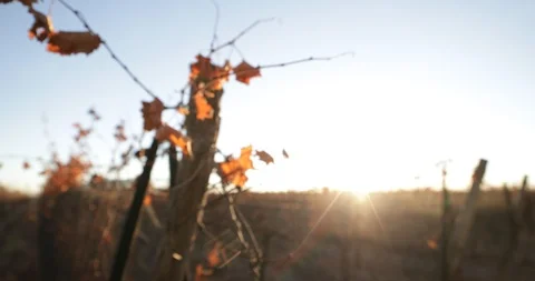 Vineyard in autumn sunset, sun blacklight and flares 库存影片 91775615