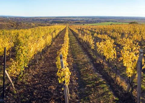 Vineyard, autumn in the vineyard, yellow coloured vine Stock Photos