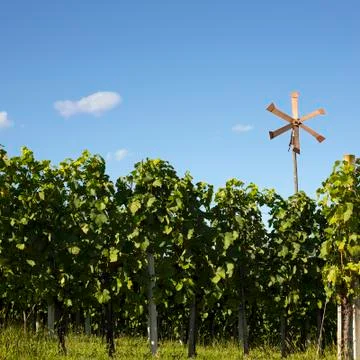 Vineyard background Stock Photos