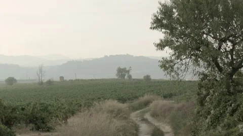 Vineyard in Barcelona Stock Footage 57770088