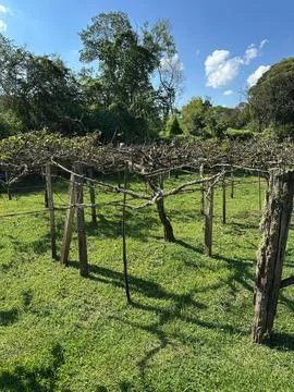 Vineyard with bare vines Stock Photos