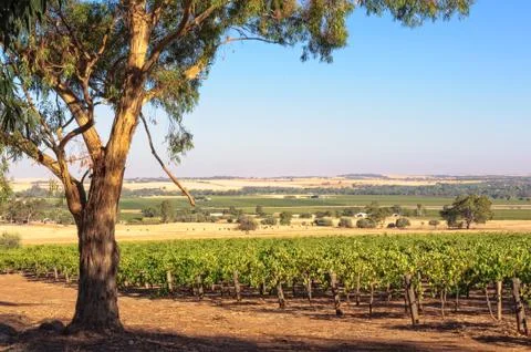 Vineyard - Barossa Valley Stock Photos