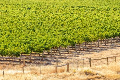 Vineyard - Barossa Valley Stock Photos