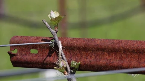 Vineyard Bars and Grape Bloom with Rack Focus Stock Footage 108126177