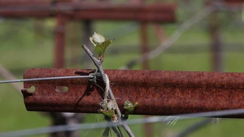 Vineyard Bars and Grape bloom Stock Footage 108126178