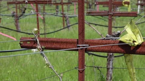 Vineyard Bars and Green Grass Stock Footage 108126176
