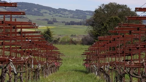 Vineyard Bars and Highway Stock Footage 108126169