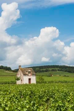 Vineyard in beaune Stock Photos