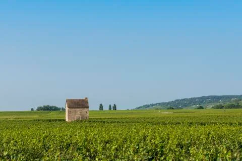 Vineyard in beaune Stock Photos