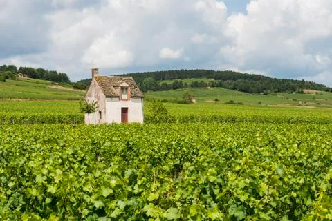 Vineyard in beaune Stock Photos
