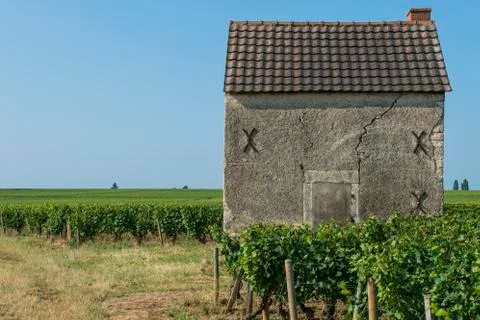 Vineyard in beaune Stock Photos