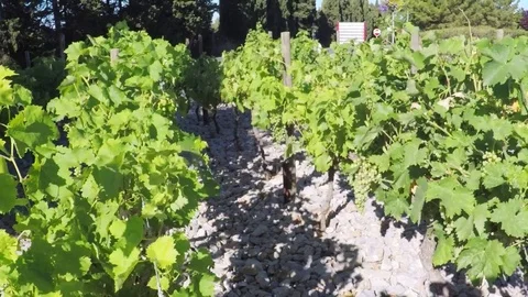 Vineyard behind road. Stock Footage 77724206