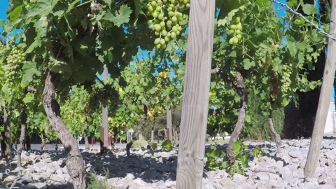 Vineyard behind road. Stock-Footage 77724220