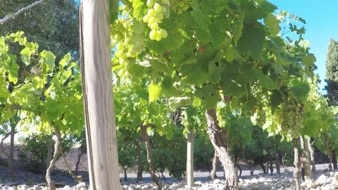 Vineyard behind road. Video stock 77724305