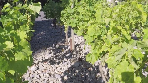 Vineyard behind road. Stock-Footage 77724319