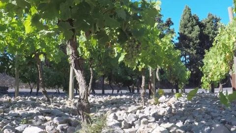 Vineyard behind road. Vídeos de archivo 77724413