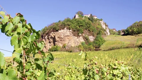 Vineyard below a cliff in autumn Video stock 81227319