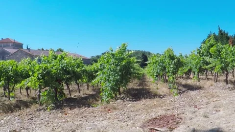 Vineyard beside road. Stock Footage 81149359
