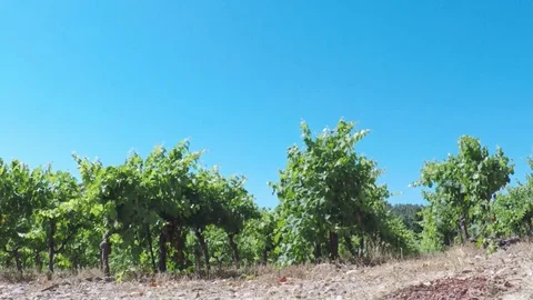 Vineyard beside road. Stock Footage 81149429