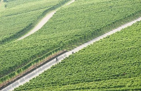 Vineyard biking Stock Photos