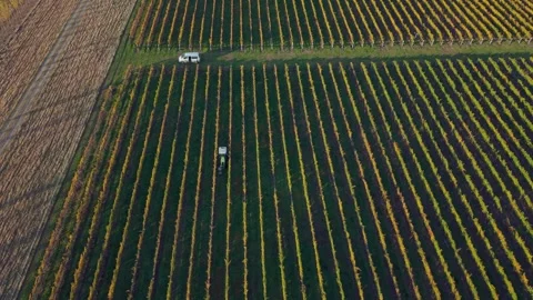 Vineyard bird net removal during harvest season. Stock Footage 338374028