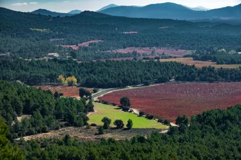 Vineyard with bobal grape and pine tree forest Stock-Fotos