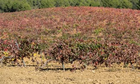 Vineyard with bobal grape Stock Photos