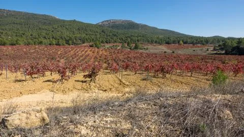 Vineyard with bobal grape 스톡 사진