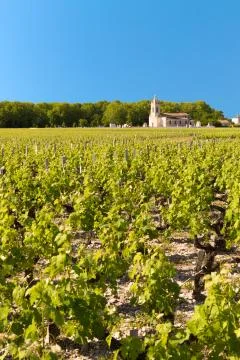 Vineyard in Bordeaux, France Fotos Stock