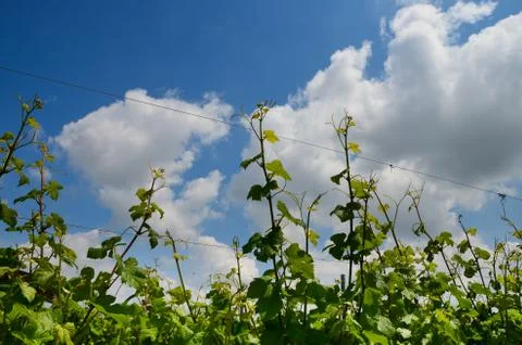 Vineyard branches grape sky clouds timelapse Stock Photos