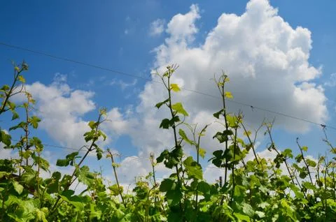 Vineyard branches grape sky clouds timelapse Stock Photos