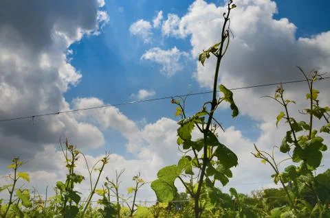 Vineyard branches grape sky clouds timelapse Stock Photos