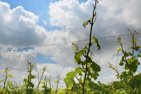 Vineyard branches grape sky clouds timelapse Stock Photos