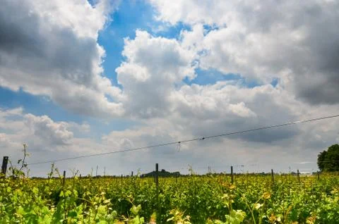 Vineyard branches grape sky clouds timelapse Stock Photos
