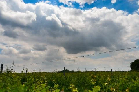 Vineyard branches grape sky clouds timelapse Stock Photos