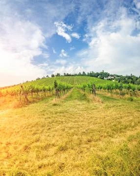Vineyard on bright summer day under blue sky with white clouds in Vienna Stock Photos