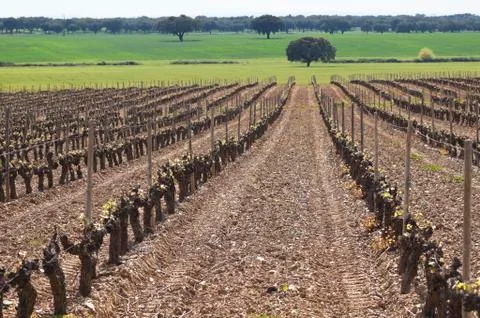Vineyard bud break Stock Photos