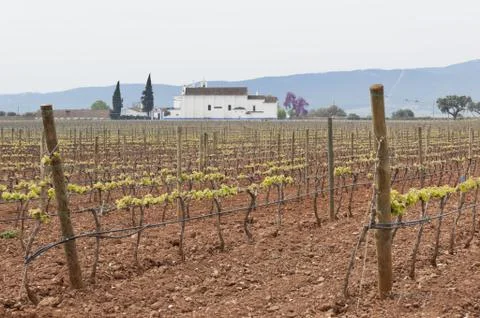 Vineyard bud break Stock Photos