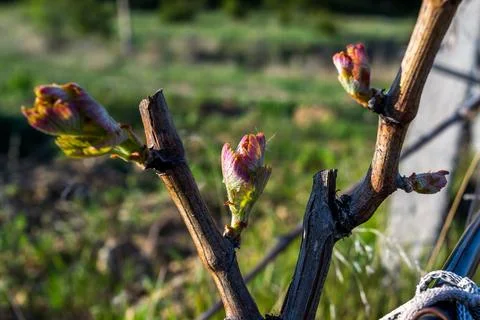 Vineyard buds Stock Photos
